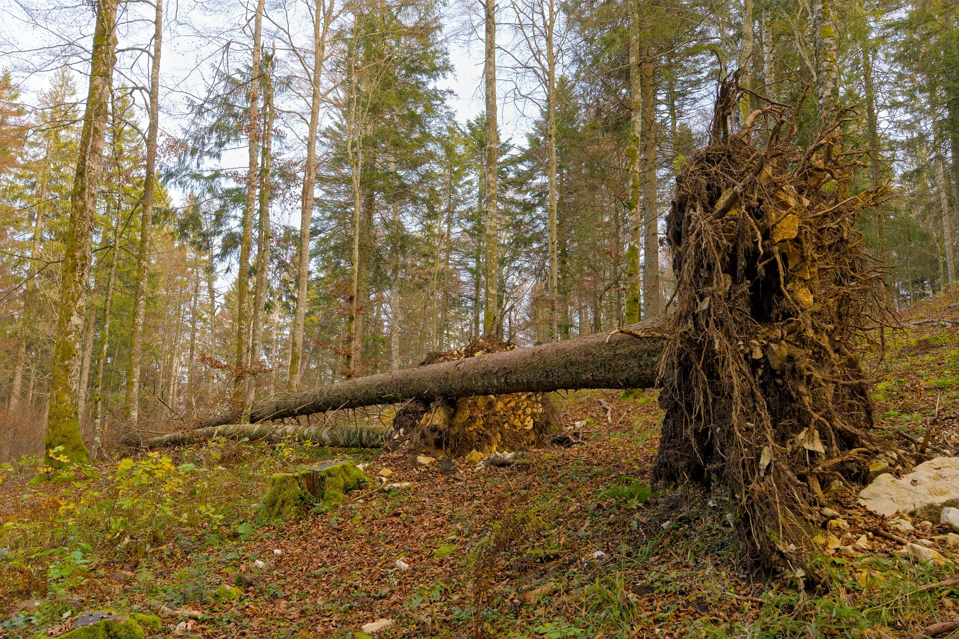 Enlèvement arbre urgence à Sainte-Suzanne